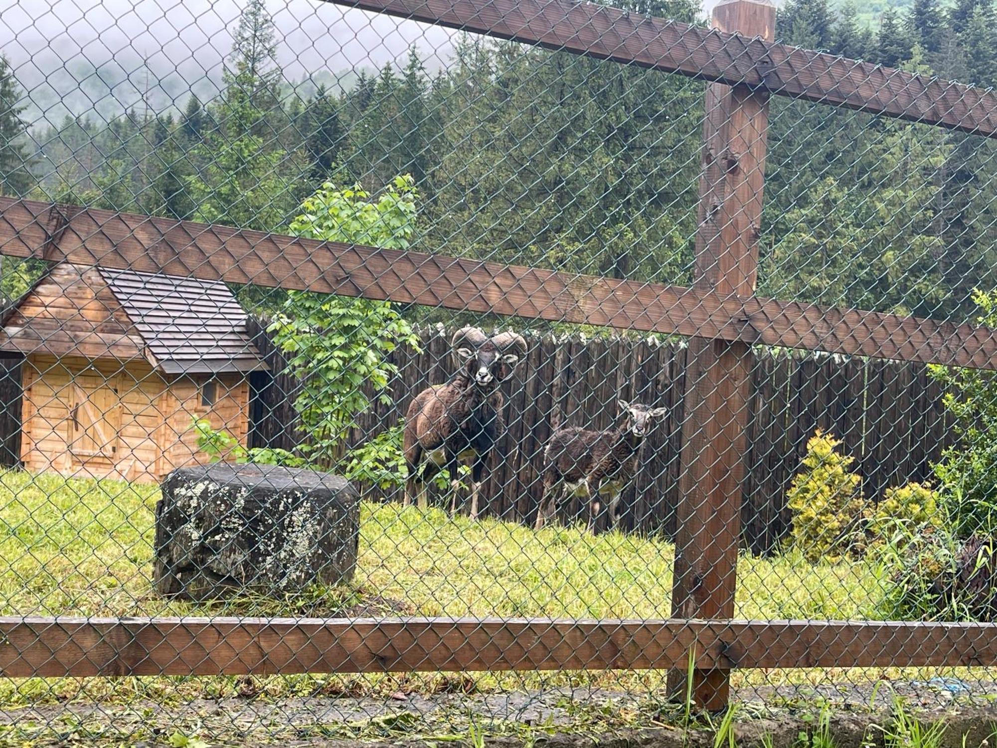 Апарт-Готель Синьогора Гута Экстерьер фото